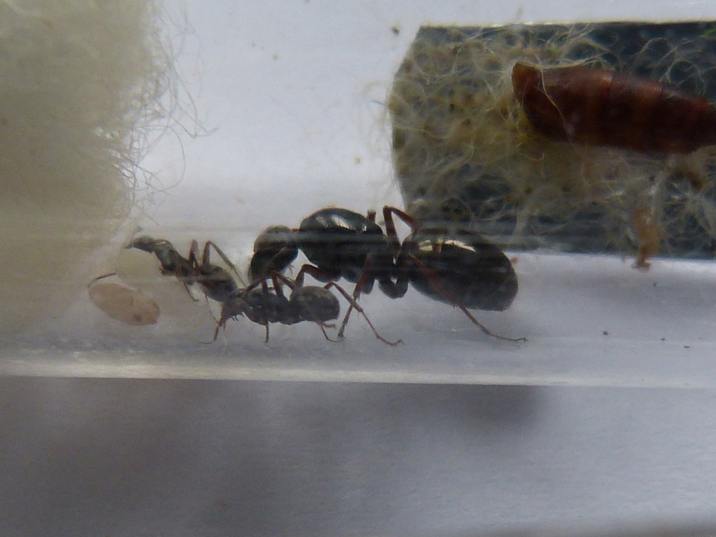 Formica lemani mrówki