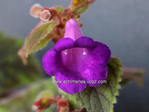 Achimenes -OHIO'S PUNKIN -kłącze.
