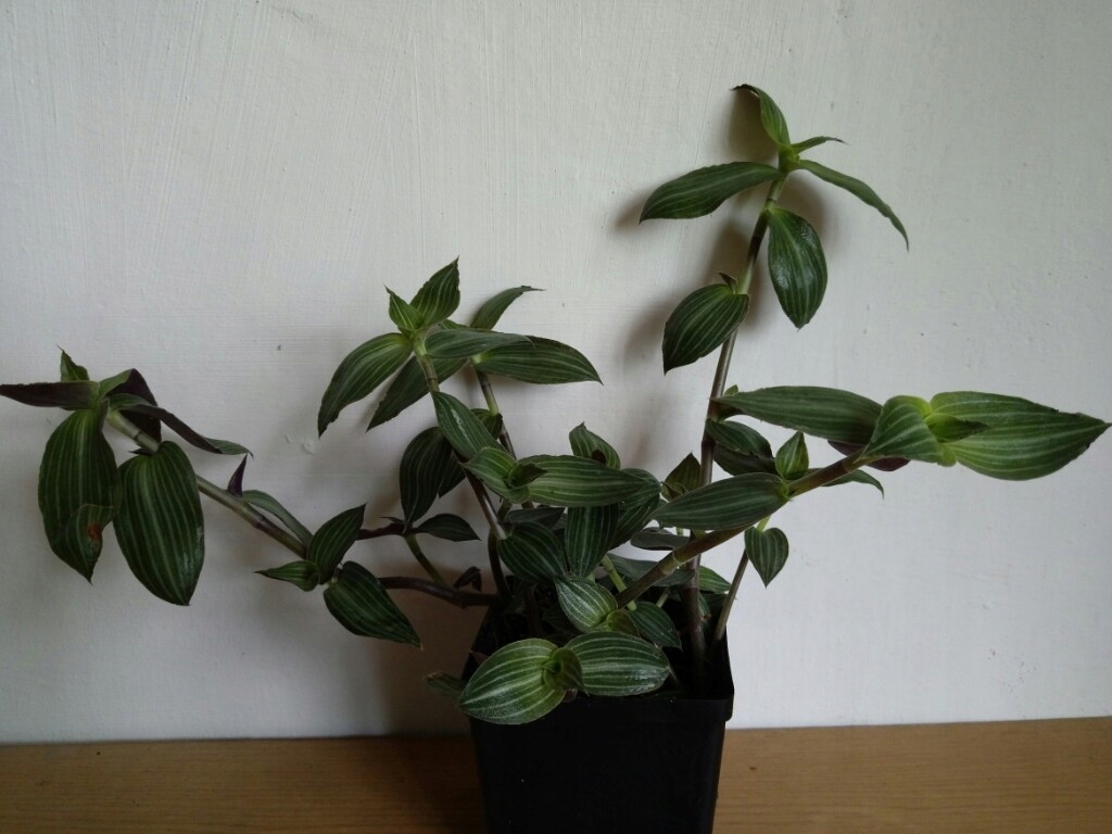 Callisia elegans