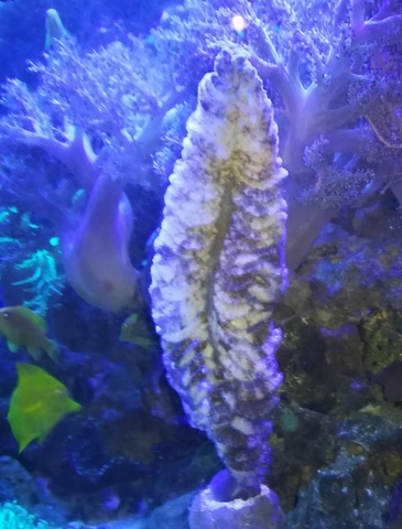 Morskie akwarium-pióro morskie