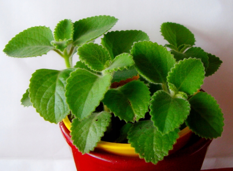 Mięta Arabska / Plectranthus amboinicus /