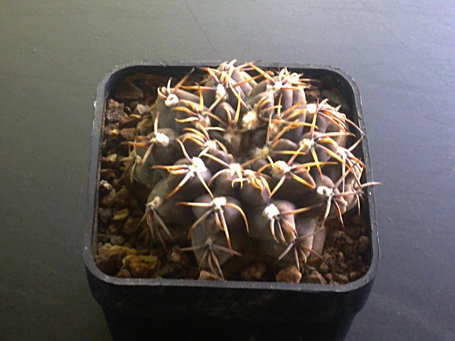 *KAKTUSY*GYMNOCALYCIUM ROBUSTUM - MT 07-227