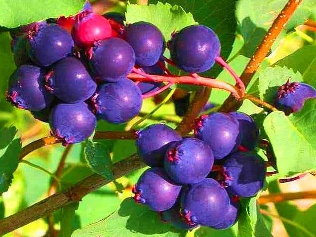 ŚWIDOŚLIWA BLUEMOON 60-120 cm NAWÓZ GRATIS!