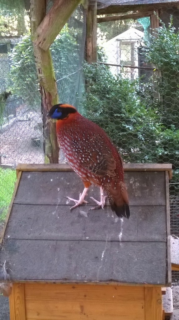 Bażanty tragopan modrolicy tyminek