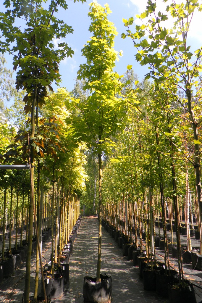 KLON POSPOLITY 'APOLLO' (ACER PLATANOIDES APOLLO)