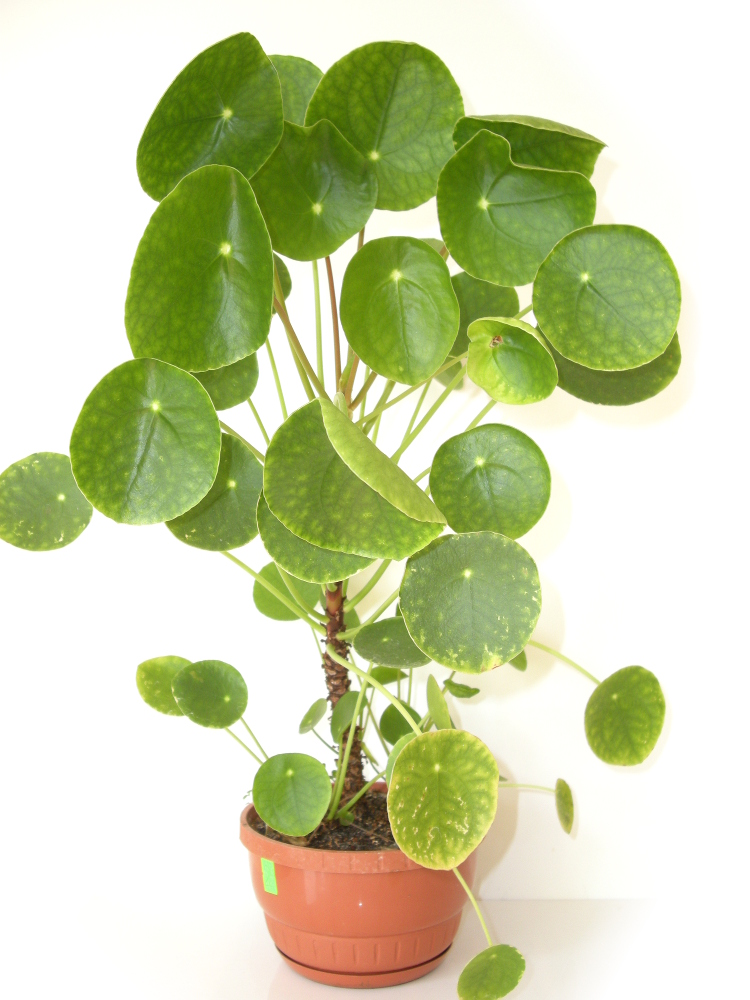 Drzewko Szczęścia Pilea Pieniążek 29/46cm BIG2 BCM