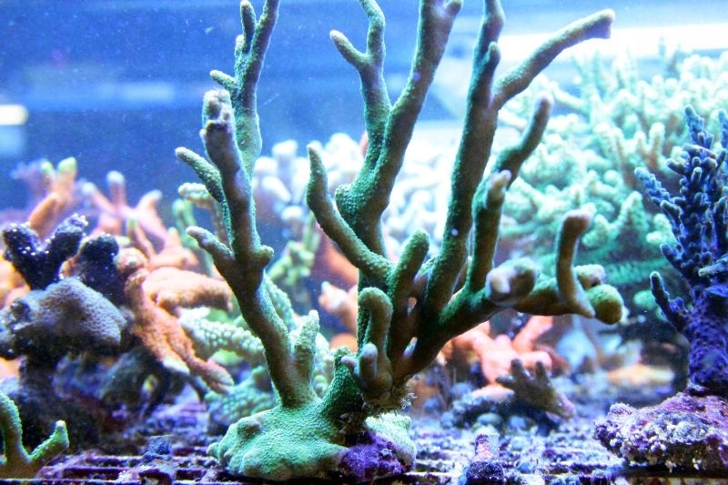 Montipora Digitata Koralowiec Koral