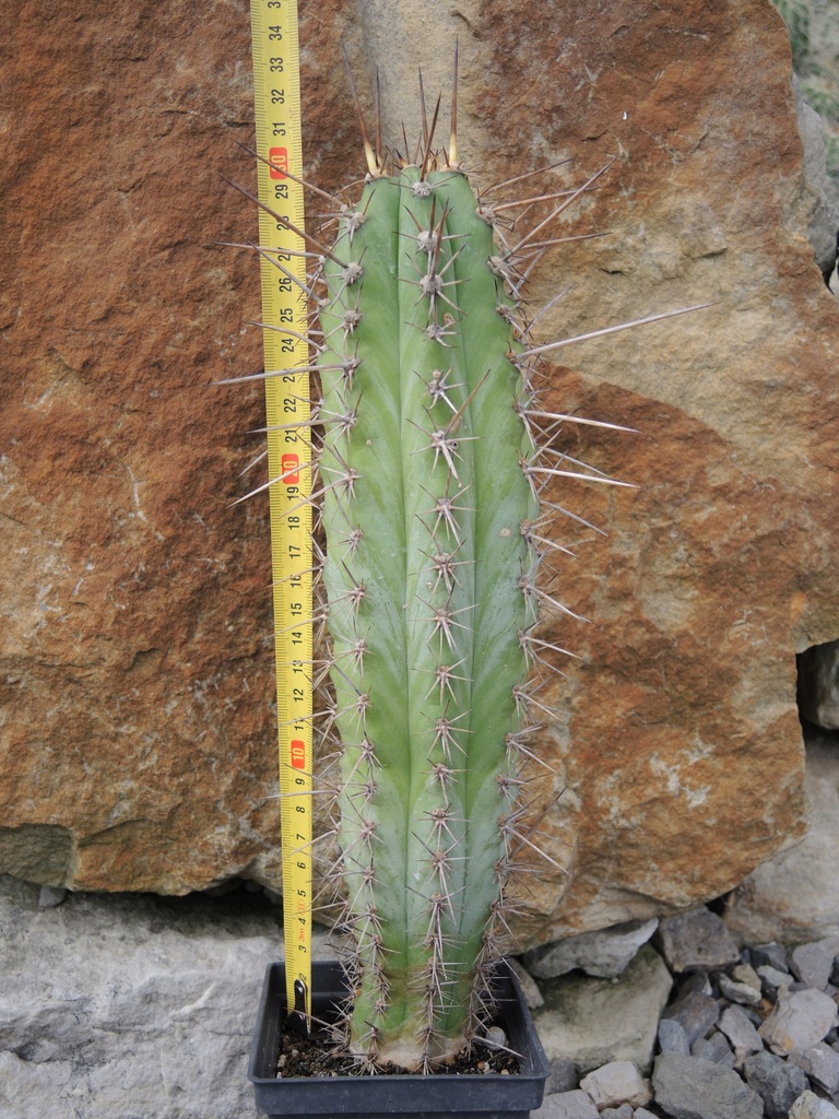 Kaktus Trichocereus macrogonus 30 cm San Pedro