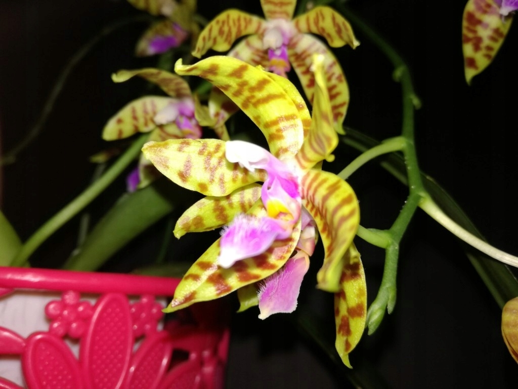 Phalaenopsis fasciata x mariae - Duży!