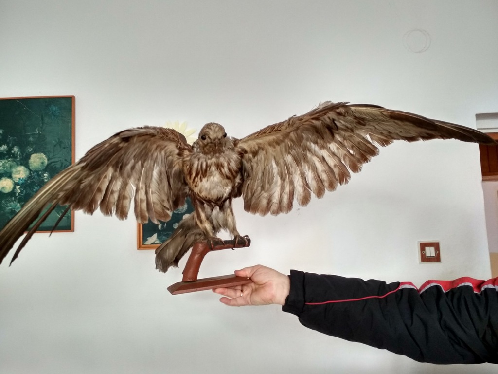 Wypchany ptak Jastrząb