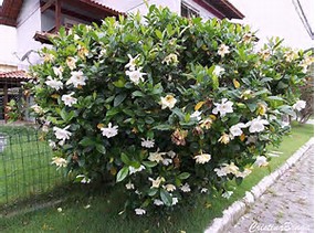 GARDENIA JASMINIOWATA PIEKNE WONNE KWIATY OKAZJA