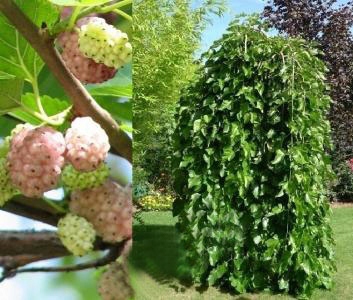 MORWA BIAŁA SZCZEPIONA NA PNIU PENDULA 160cm