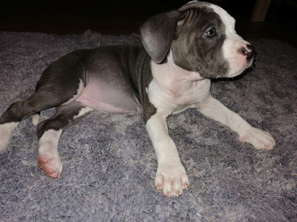Szczeniaki Amstaff