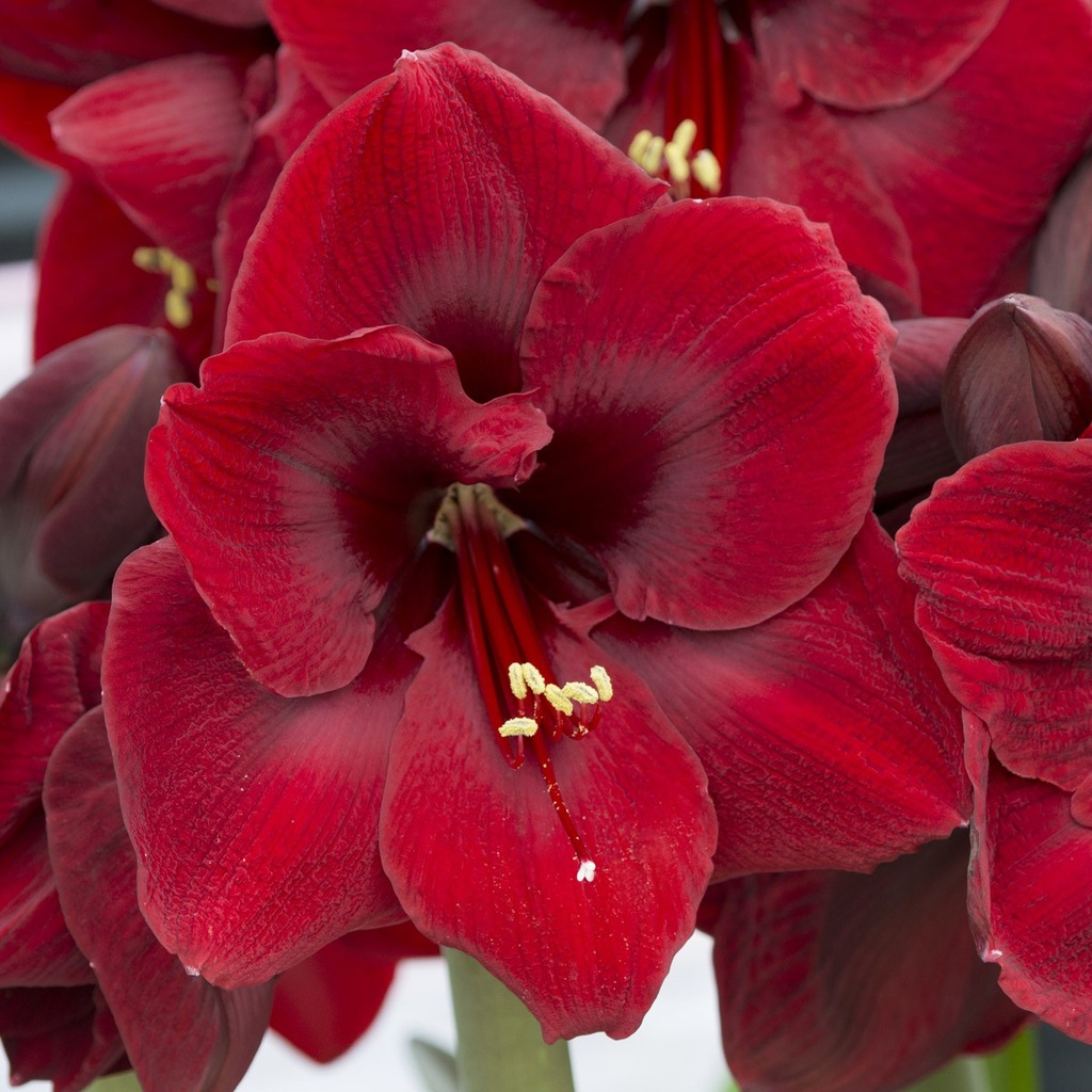 AMARYLIS  HIPPEASTRUM GRAND DIVA CEBULA 28/30