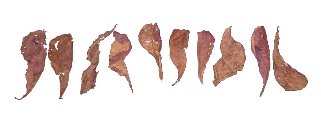 Ketapang liście uszkodzone 10-15cm paczka 10szt