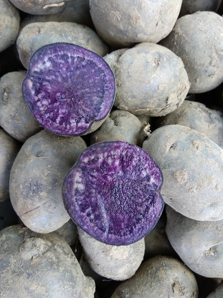 FIOLETOWE, NIEBIESKIE ZIEMNIAKI - DARK BLUE 5KG