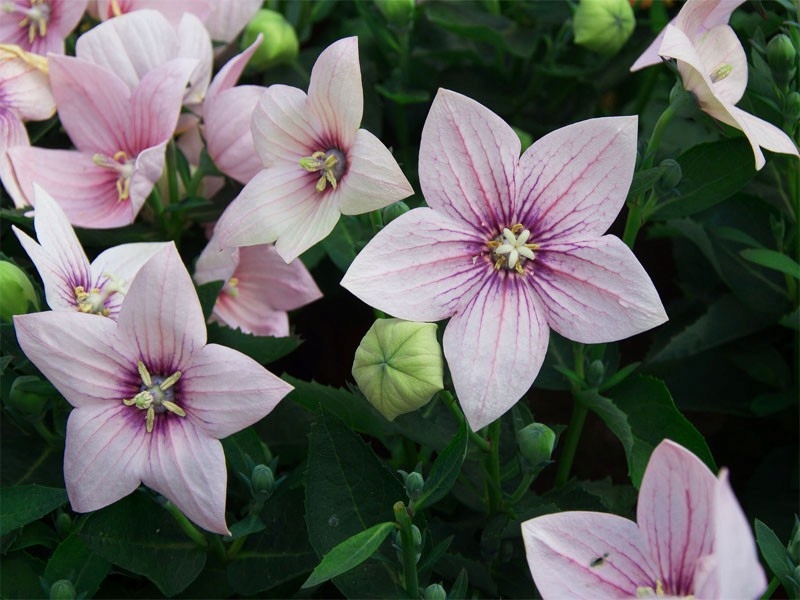 rozwar wielkokwiatowy Astra Pink - Byliny Farm