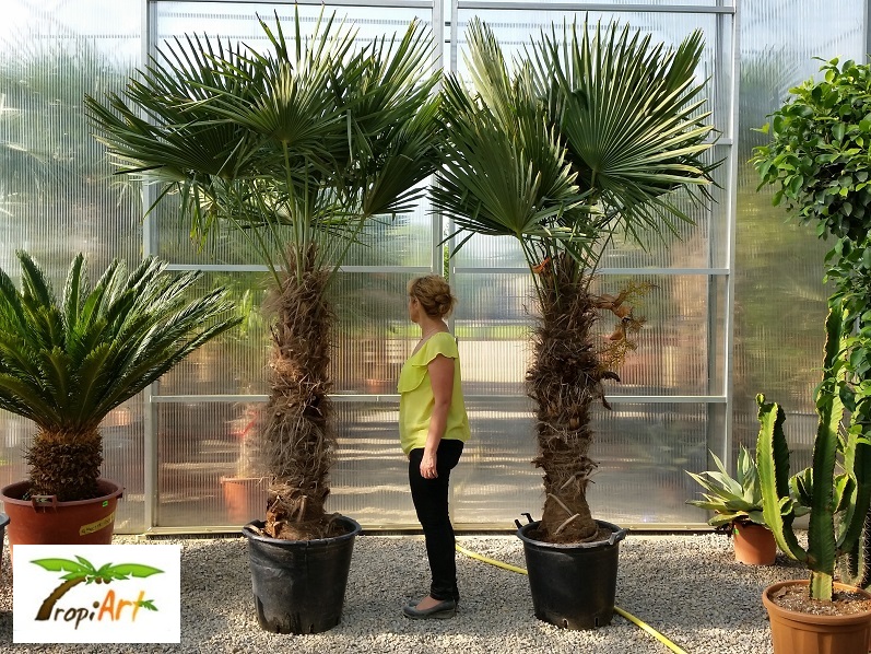 PALMA MROZOODPORNA TRACHYCARPUS FORTUNEI FORTUNEGO
