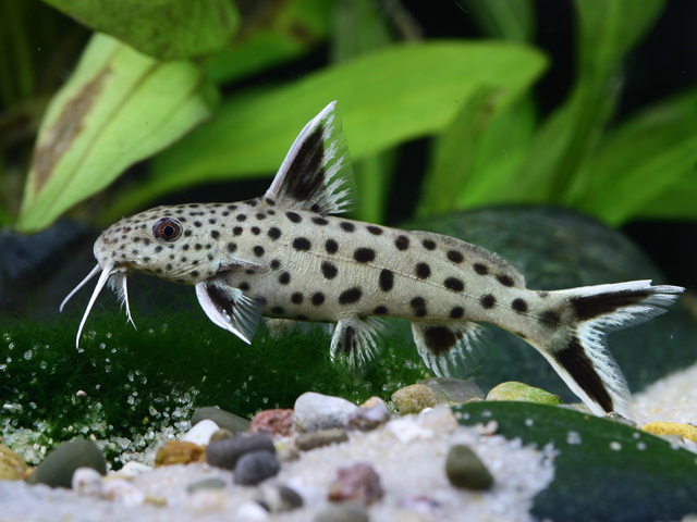 Synodontis LUCIPINNIS - MALAWI Śląsk