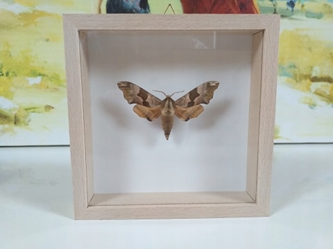Motyl w gablotce-Nastrosz lipowiec (Mimas tiliae)