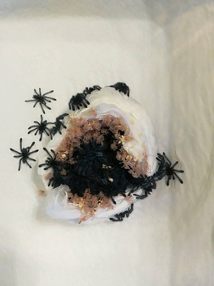 Caribena versicolor L1 - SpidersFactory HIT !!