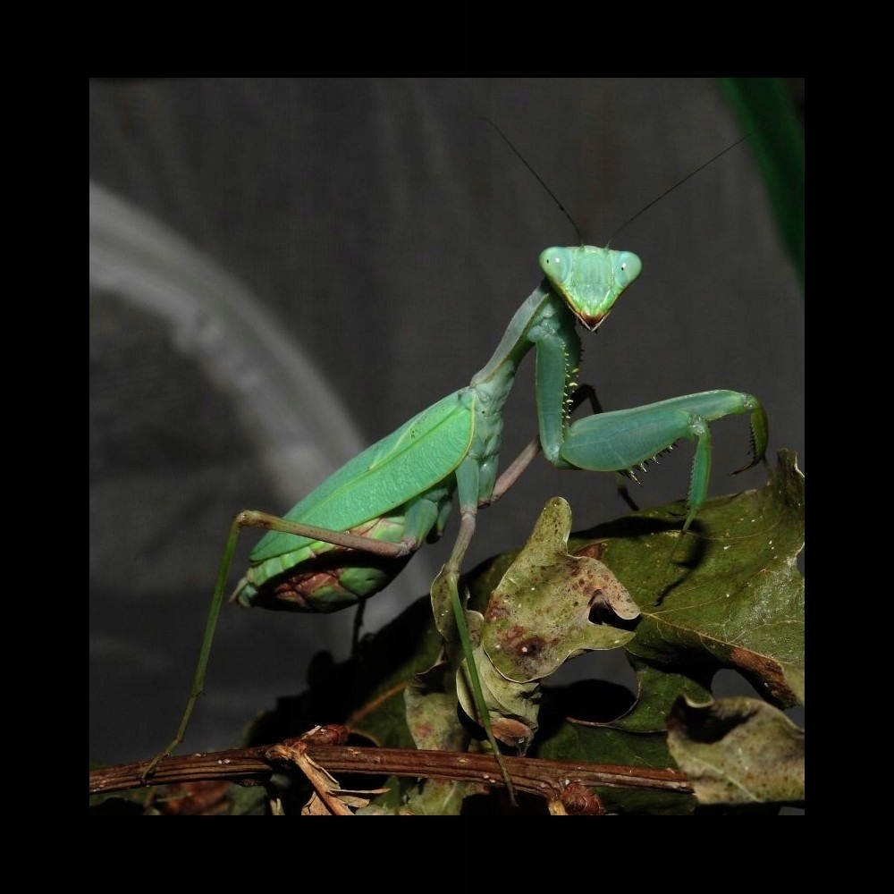 Zielona Modliszka Gwinejska L1-2 Sphodromantis
