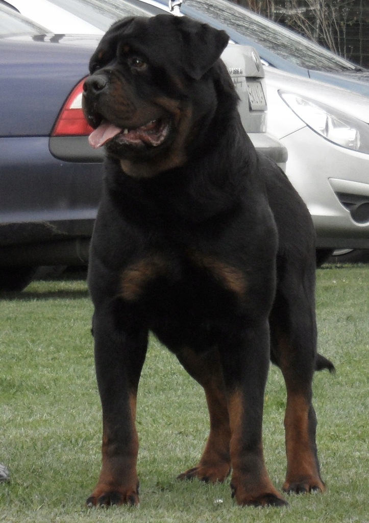 Rottweiler/Rottweilery - pieski z metryką - OKAZJA
