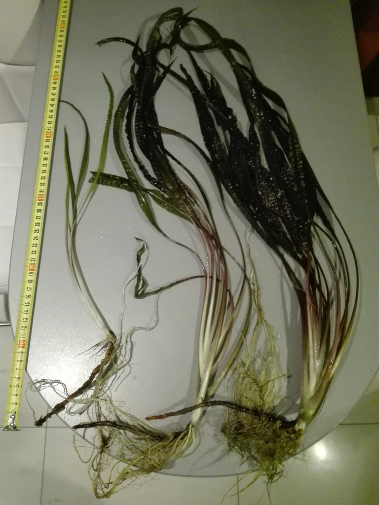 KRYPTOKORYNA karbowana APONOGETIFOLIA