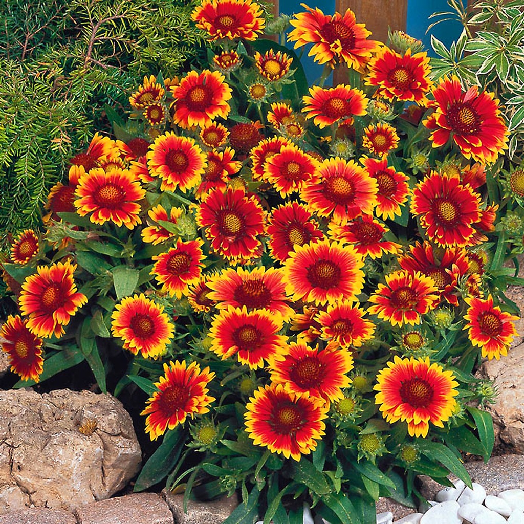 Gaillardia bijou outlet
