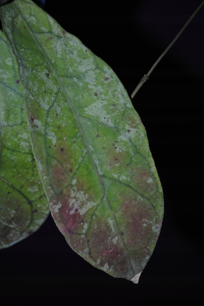 Hoya sp. Lata Iskandar A-pink corona Hoja