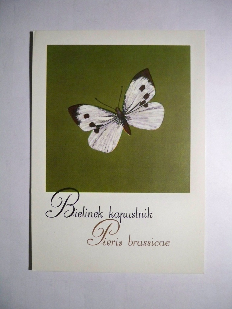 Bielinek kapustnik... - motyl.