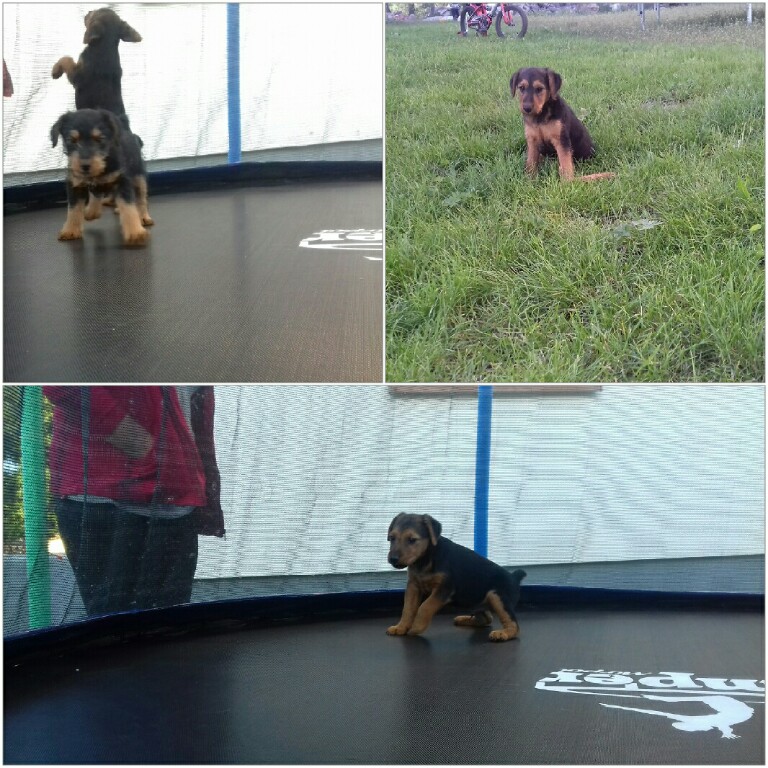 oddam szczeniaki JAGDTERIER w dobre rece