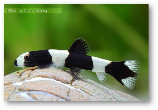 Yaoschania pachychilus, Protomyzon, Panda Loach