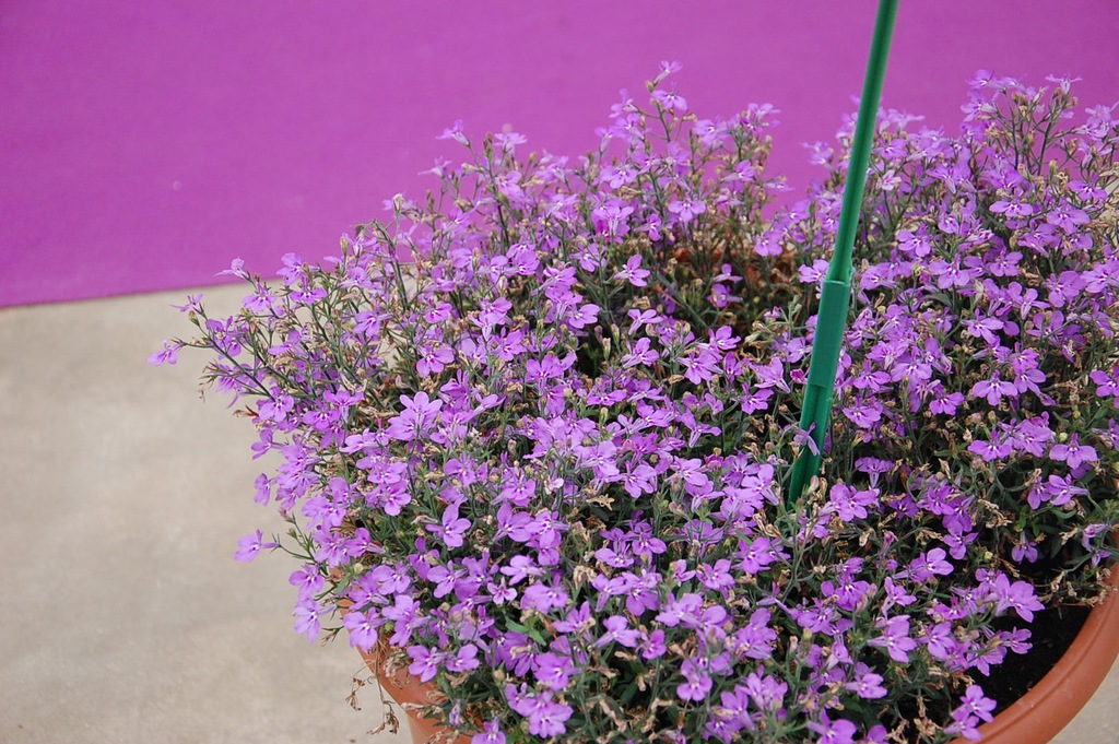 Lobelia zwisająca Laguna Trailing Violet sadzonki