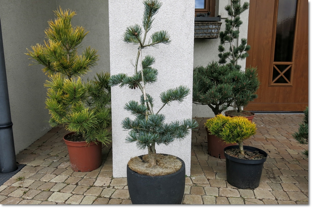Pinus Parviflora 'Azuma-Goyo' - !!! !!! !!! !!!