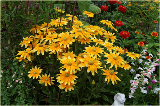 bylina Rudbekia owłosiona Prairie Sun Rudbeckia