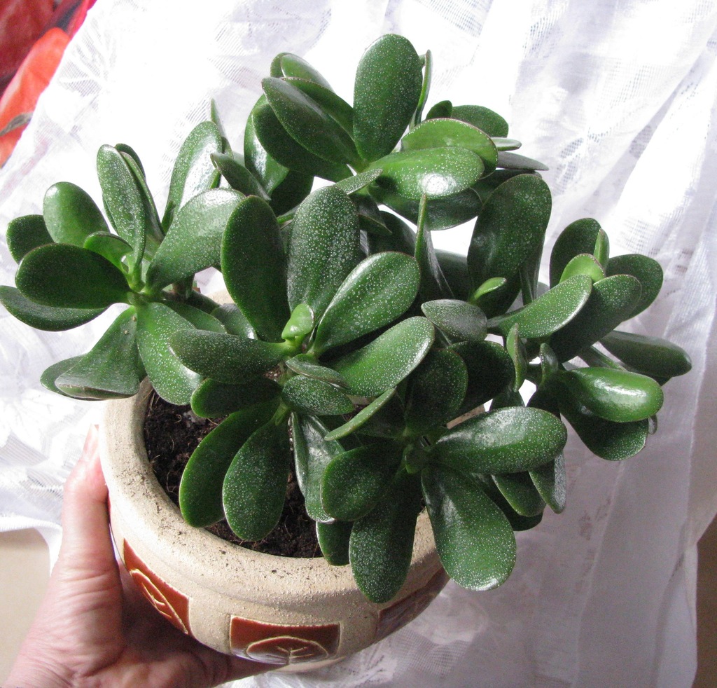 Grubosz Drzewko szczęścia Krasula Crassula   34 CM