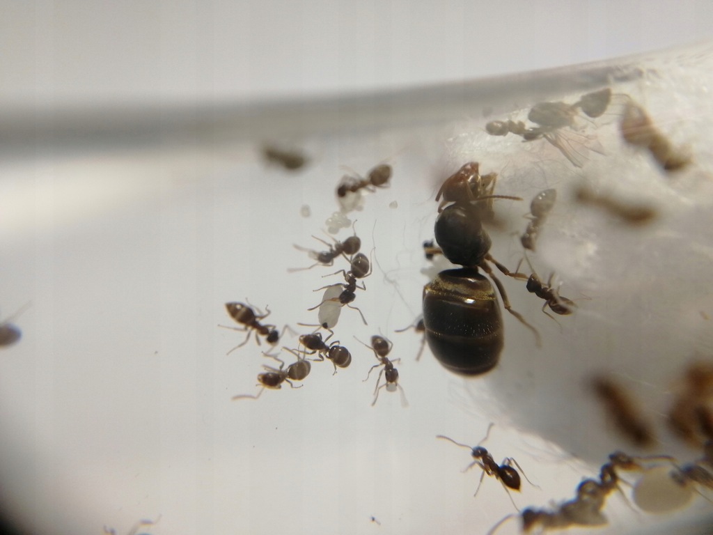 Kolonia mrówek Lasius brunneus + około 20 robotnic