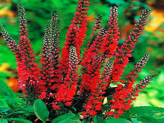 VERONICA - PRZETACZNIK RED CZERWONY 1 szt *B