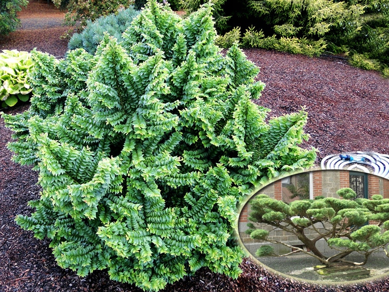 NA BONSAI - KARŁOWY WIĄZ JACQUELINE HILLIER