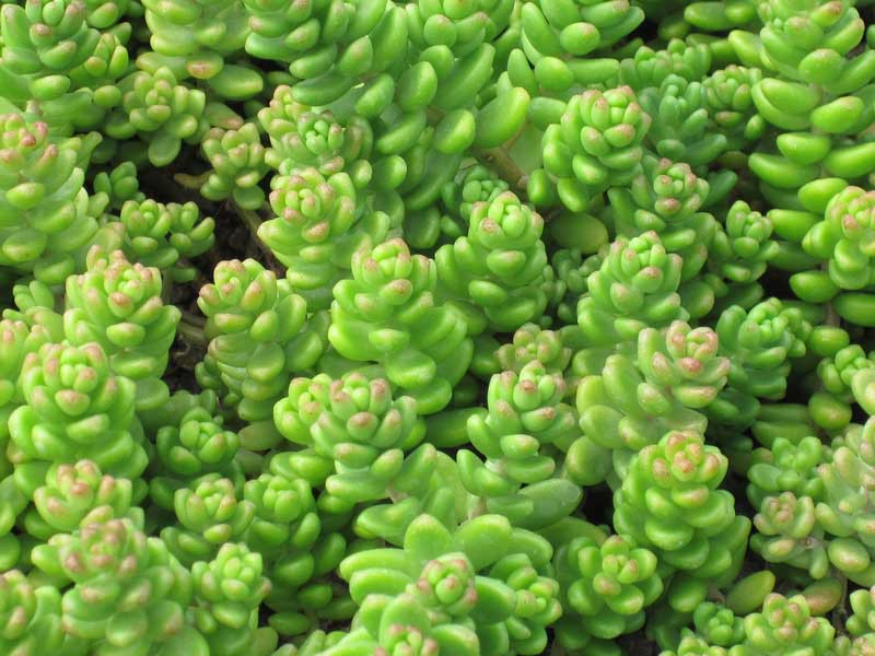 rozchodnik biały sedum Laconicum na skalniak -15%