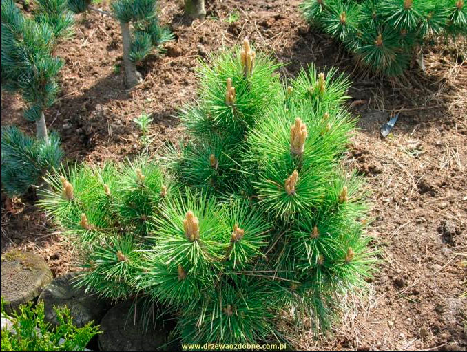 Pinus resinosa 'Watnong' - Sosna czerwona HiT !!!
