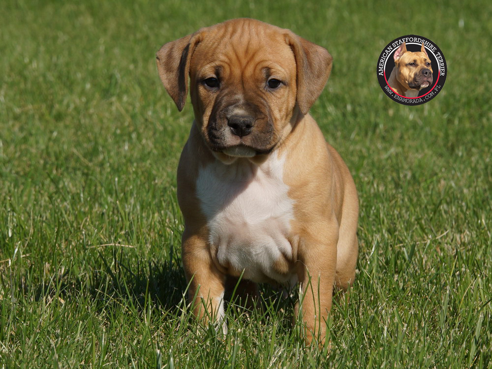 American Staffordshire Terrier Amstaff Amstaf FCI