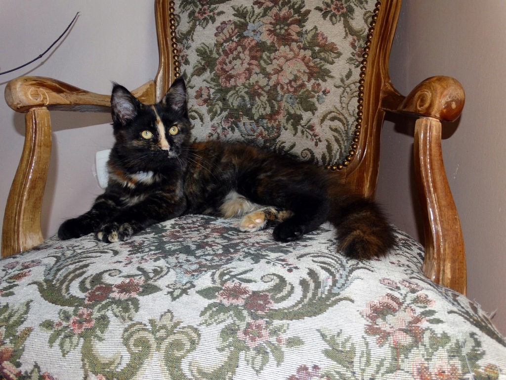 Kotka Maine Coon z rodowodem