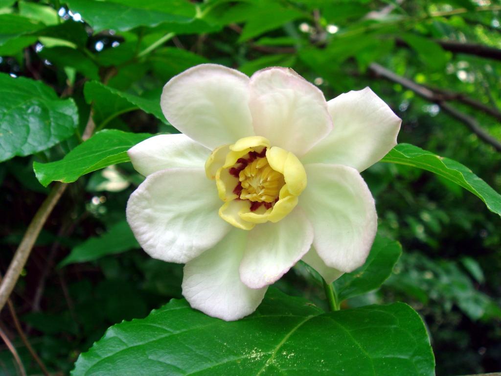 Calycanthus chinensis - Kielichowiec chiński BIAŁY