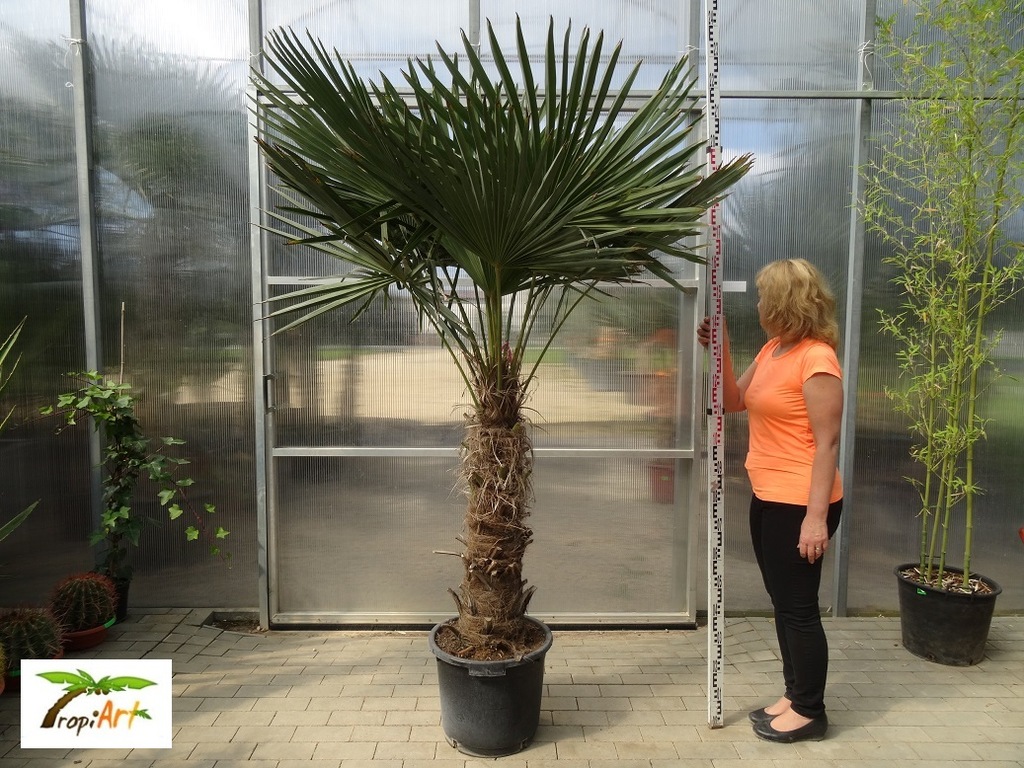 PALMA MROZOODPORNA TRACHYCARPUS FORTUNEI 2 -2,5 m!