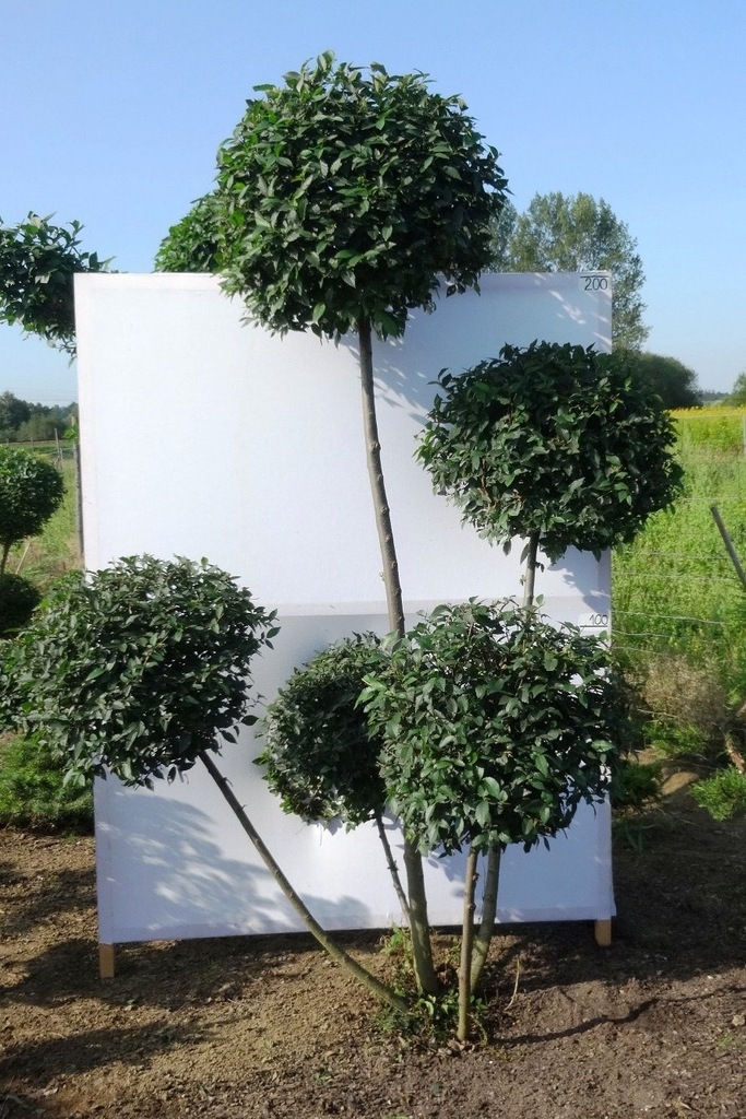 BONSAI Formowany Wiąz syberyjski nr 373_250cm