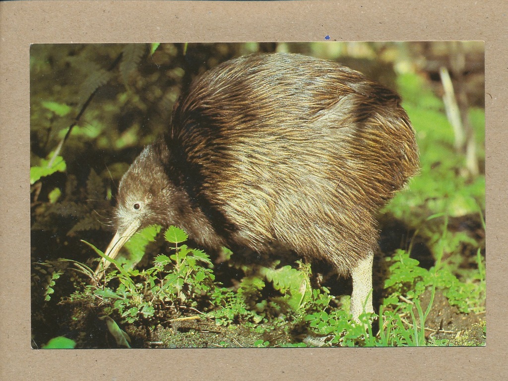 KIWI - PTAK NIELOT