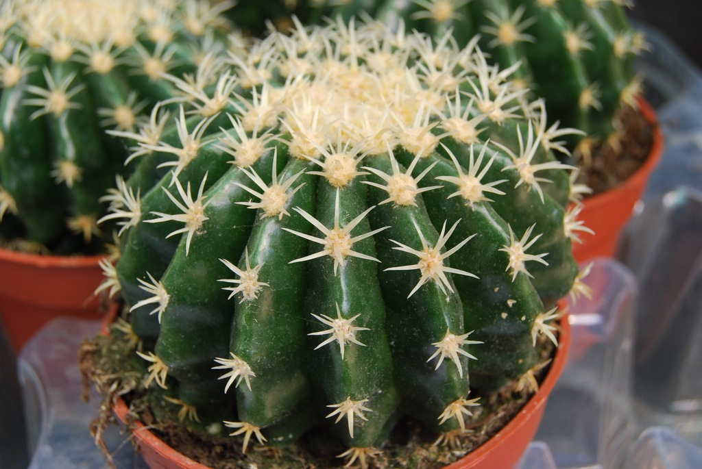 Kaktusy Echinocactus grusonii intermedius nr. 586p