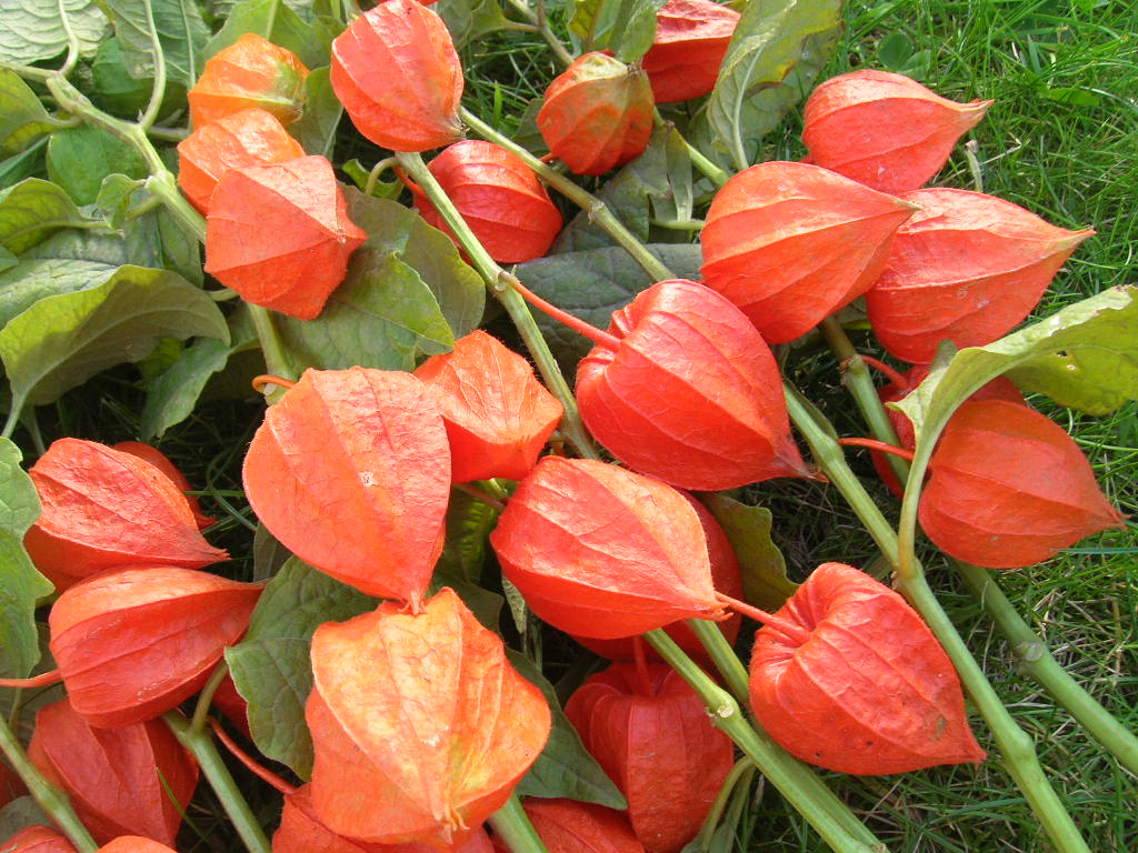 Miechunka CHIŃSKI LAMPION Physalis Sadzonka